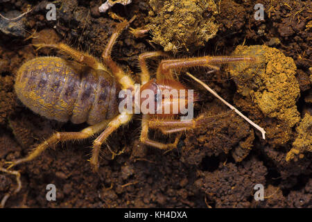 Solifuge, galeodes granti, saswad, Pune, Maharashtra, Inde Banque D'Images