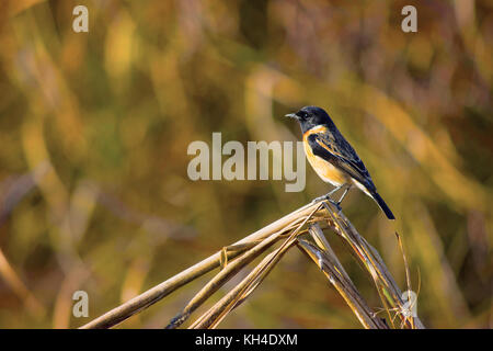 Stonechat, Sibérie Saxicola maurus, Réserve de tigres Dudhwa, Uttar Pradesh, Inde Banque D'Images