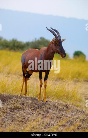 Antilope Topi, le Kenya, l'Afrique Banque D'Images