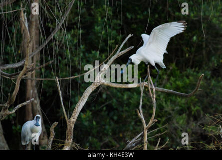 Spatule royale bird Banque D'Images