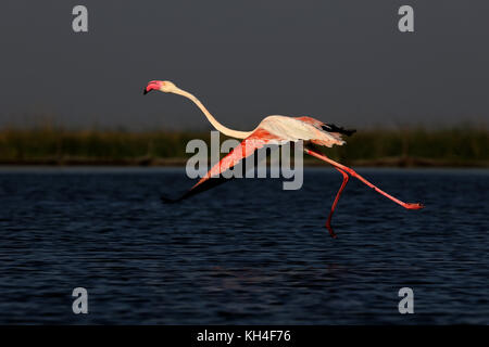 Flamant rose, nalsarovar, Gujarat, Inde, Asie Banque D'Images