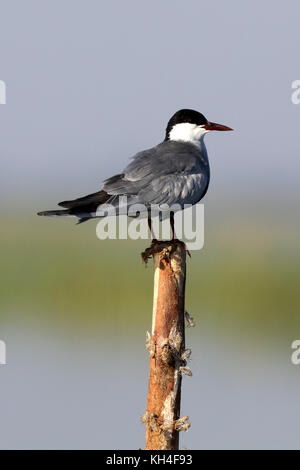 Guifette moustac, nal sarovar Bird Sanctuary, Gujarat, Inde, Asie - rms 259443 Banque D'Images