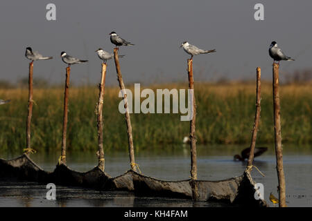 Sterne moustatée, Sanctuaire d'oiseaux de Nalsarovar, Sanand, Ahmedabad, Gujarat, Inde, Asie Banque D'Images