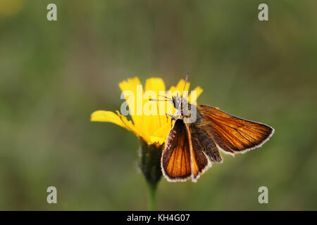 Petite skipper (thymelicus sylvestris) perché sur une fleur sur une colline pré dans le Dorset. Banque D'Images