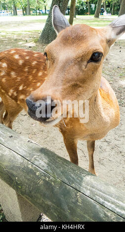 Le jeune cerf sika dans le parc de Nara, au Japon. Le cerf, le symbole de la ville de Nara Banque D'Images