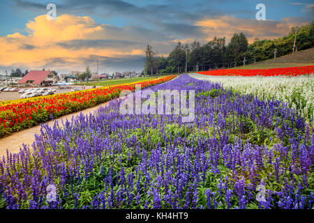 L'Hokkaido, Japon, les champs de la mer de belles fleurs dans l'été chaque année, attirant de nombreux touristes Banque D'Images