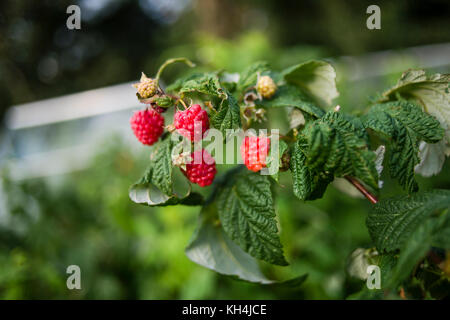 Framboises d'automne mûrissant dans un jardin d'allotissement, Aberystwyth Wales UK sept 06 2017 ©keith morris www.artswebwales.com keith@artx.co.uk 07710 285968 01970 611106 Banque D'Images