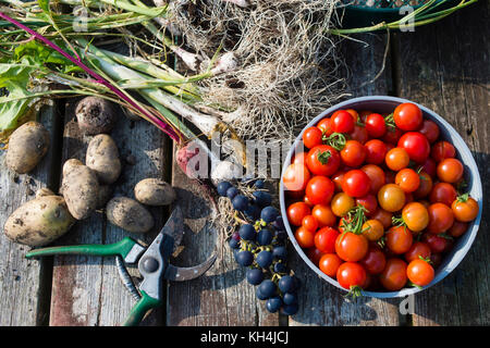 Fruits et légumes fraîchement récoltés disposés sur un banc dans un jardin de lotissement, Aberystwyth Wales UK (oignons, raisins, tomates, fèves, rhubarbe, pommes de terre) Banque D'Images