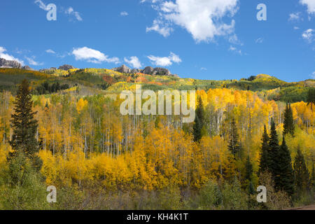 Aspens jaune dominent l'automne feuillage coloré jaune de l'hôtel Aspens groves et les conifères de Kebler Pass, près de Colorado Crested Butte Nord Banque D'Images