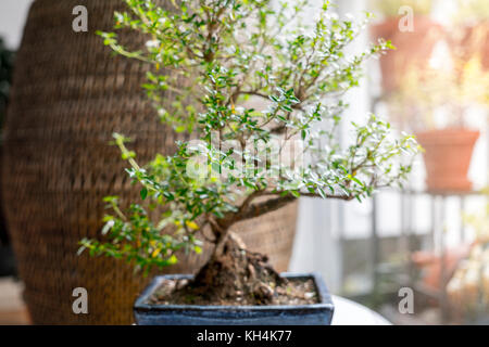 Peu de bonsai dans une chambre Banque D'Images