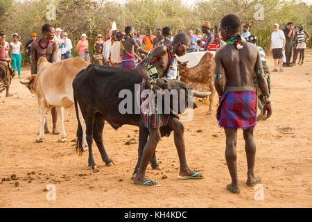 Turmi, Ethiopie - 14/11/16 : deux hommes de la tribu hamar, obtention de la bulls en position prêt pour la cérémonie de départ de saut de bull Banque D'Images