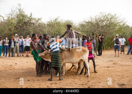 Turmi, Ethiopie - 14/11/16 : un jeune homme de la tribu de Hamar, en prenant part à l'arrivée de l'âge, bull jumping cérémonie (s'exécutant sur les taureaux) Banque D'Images