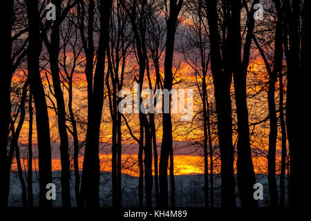 Magnifique coucher de soleil derrière un bouquet d'arbres. Banque D'Images