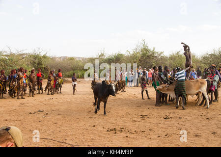 Turmi, Ethiopie - 14/11/16 : un jeune homme de la tribu de Hamar, en prenant part à l'arrivée de l'âge, bull jumping cérémonie (s'exécutant sur les taureaux) Banque D'Images