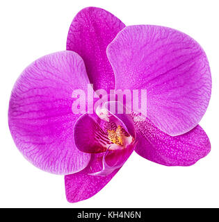 Orchidées phalaenopis rose flower isolated on white background. chemin de détourage. pleine profondeur de champ. Banque D'Images