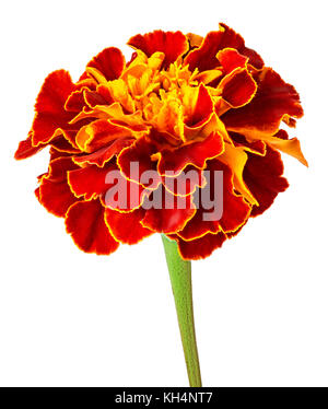 Marigold flower isolated on white background. chemin de détourage. pleine profondeur de champ. Banque D'Images