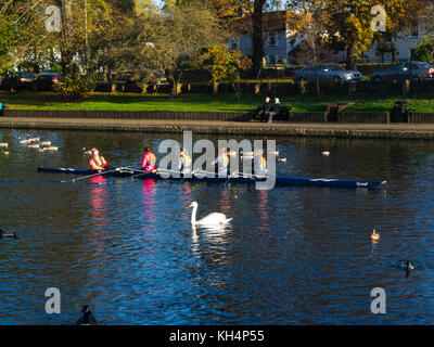 Formation quatre avec barreur femme rameurs sur Avon Royaume-uni Angleterre Worcestershire Evesham Banque D'Images