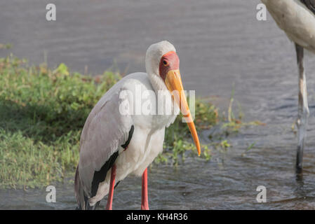 Yellow-billed Stork (Mycteria ibis) Banque D'Images