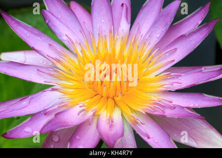 Close-up,belle fleur de lotus fleur de lotus ou flou flou flou Banque D'Images