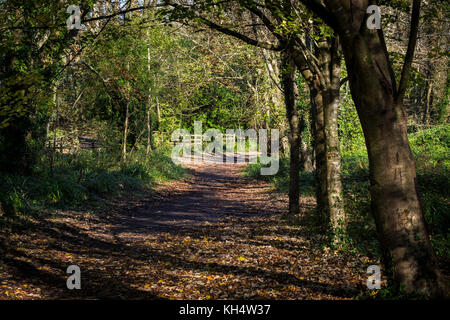 Un sentier dans un parc régional de Tehidy à l'automne Cornwall au Royaume-Uni. Banque D'Images