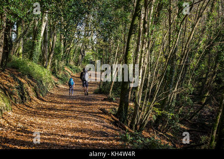 Marcheurs en automne lumière dans le parc de pays de Tehidy Cornwall. Banque D'Images