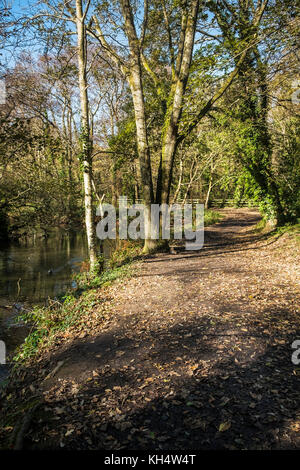 Automne à Tehidy Country Park Cornwall Royaume-Uni. Banque D'Images