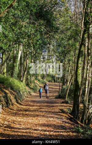 L'automne laisse de la lumière dans le parc régional de Tehidy Cornwall. Banque D'Images