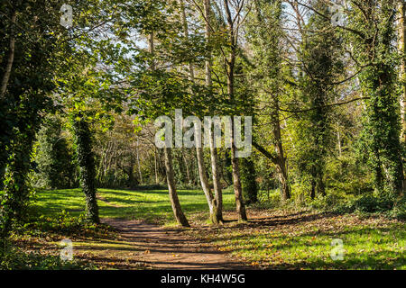 Automne à Tehidy Country Park Cornwall Royaume-Uni. Banque D'Images