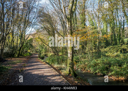 Un sentier dans un parc régional de Tehidy à l'automne Cornwall au Royaume-Uni. Banque D'Images