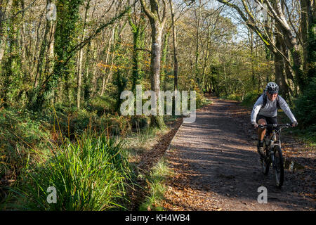 Un cycliste de montagne qui suit une piste dans un parc automobile Tehidy Country Park Cornwall Royaume-Uni. Banque D'Images