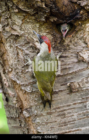 Pic Vert / grünspecht ( Picus viridis ), les jeunes / grandi poussin dans nid d'anticiper la femelle d'alimentation, de l'Europe. Banque D'Images