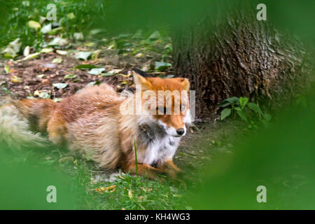 Red Fox forest au repos dans .chaude journée d'été Banque D'Images