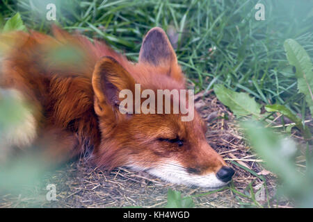 Red Fox forest au repos dans .chaude journée d'été Banque D'Images