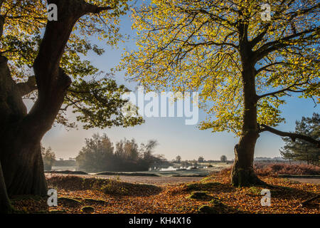 Une vue de la piscine de Cadman dans la nouvelle forêt à travers les hêtres rétroéclairé affichant les couleurs de l'automne des feuilles et au-delà du paysage, Hampshire, Royaume-Uni Banque D'Images