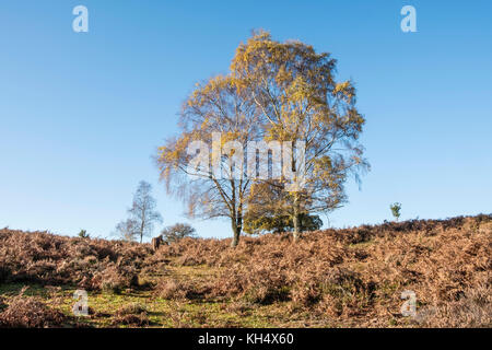 Siler bouleaux contre un ciel bleu dans le parc national New Forest la lande de bruyère en couleurs de l'automne , Hampshire, England, UK Banque D'Images