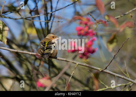 Vue arrière rapprochée de l'oiseau de chaffin britannique sauvage (Fringilla coelebs) isolé, perching sur la branche de hedgerow regardant derrière son épaule. Banque D'Images