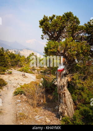 Circuit de l'ANNAPURNA trek vélo marqueur sur un arbre près de Juniper, dans une région aride de la vallée de haute altitude près de residence on river s edge, Népal Banque D'Images