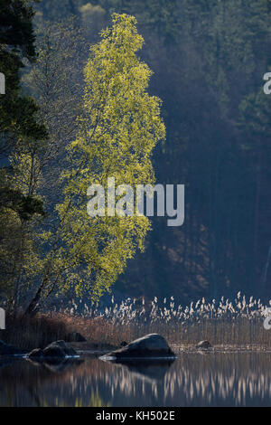 Bouleau sur petite île entourée de roseaux, le lac en Suède, tôt le matin, l'humeur, les couleurs du printemps vert frais, brillant dans l'éclairage doux, Scandinavie Banque D'Images