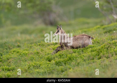 Chamois ( Rupicapra rupicapra ) jeune adolescent, descendant vers la vallée, ludique, plein de joie, sautant sur des arbustes verts frais bas, Europe. Banque D'Images