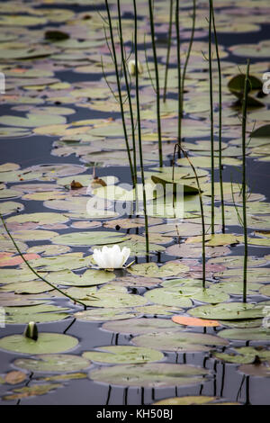 Water Lilies sur Loch Garten dans le Parc National de Cairngorms de l'Ecosse. Banque D'Images