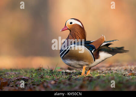 Canard mandarin ( Aix galericulata ) mâle, debout, dans l'automne coloré entourant et golden Octobre lumière, corps plein Vue de côté, l'Europe. Banque D'Images