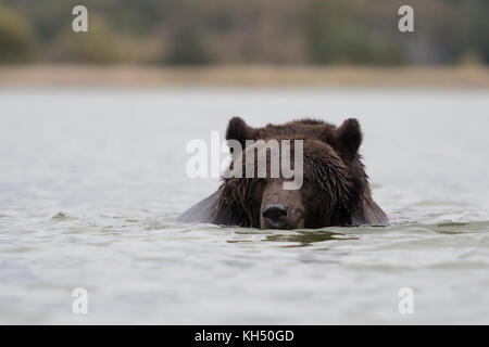 Ours brun européen Europaeischer / Braunbaer ( Ursus arctos ) natation, baignade, jouant dans l'eau, dans un lac. Banque D'Images