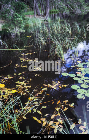 Water Lilies sur Loch Garten dans le Parc National de Cairngorms de l'Ecosse. Banque D'Images