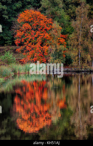 Roter Ahorn im Herbst am Wasser Banque D'Images