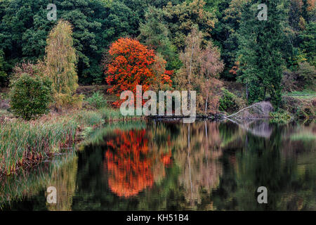 Roter Ahorn im Herbst am Wasser Banque D'Images