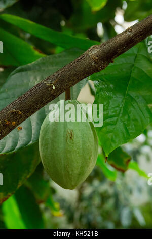Cacaoyer (THEOBROMA CACAO) AVEC DES GOUSSES DE CACAO DANS LA VÉRANDA DE PLUS EN PLUS DE L'ÉTAT DU JARDIN BOTANIQUE, ATHENS, GA GRAINES DE CACAO SONT LA SOURCE O Banque D'Images