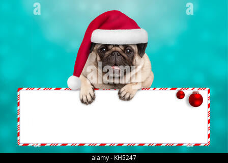 Smiling cute puppy dog pug noël with santa hat, pendaison avec pattes sur signe en blanc sur fond bleu. Banque D'Images