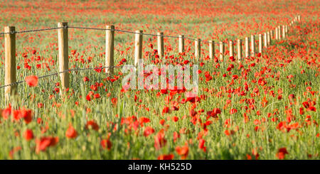 Coquelicots et d'autre d'une clôture sur le Chartham Downs, Canterbury, Kent, UK - fait partie de la North Downs Way. Banque D'Images