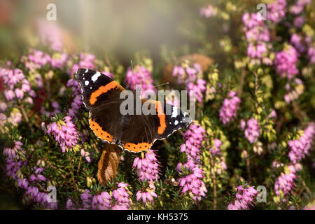 Un papillon amiral rouge la collecte du pollen de l'automne floraison purple heather. Banque D'Images