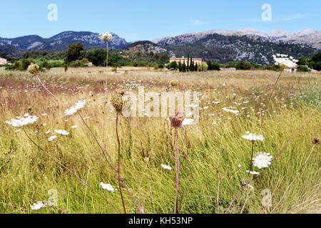 Terrain rustique de graminées Serra de Tramuntana, à Majorque, Espagne, Îles Belearic Banque D'Images